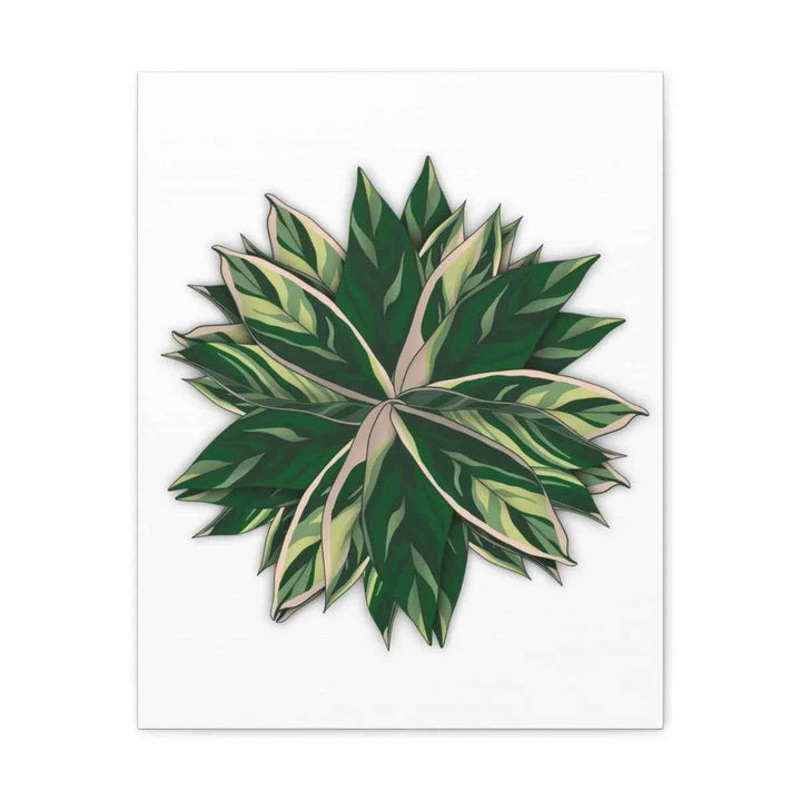 Stromanthe Triostar Canvas - Pastel Stripe Canvas Art Print With Vivid Color Artwork