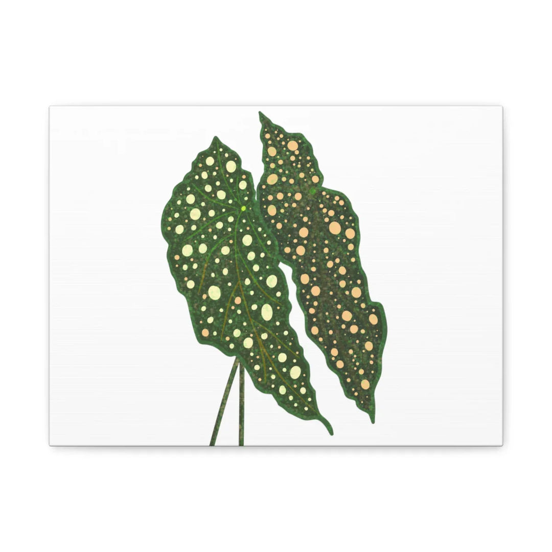 Begonia Maculata Canvas | Premium Canvas Art Print - Matte Finish, Durable Wall Decor - Laura Christine Photography & Design