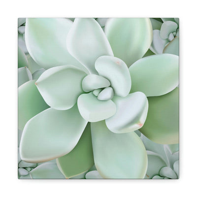 Pachyveria Haagei Succulent Pattern Canvas, Canvas, Printify, Art & Wall Decor, Canvas, Hanging Hardware, Home & Living, Indoor, Laura Christine Photography & Design, laurachristinedesign.com