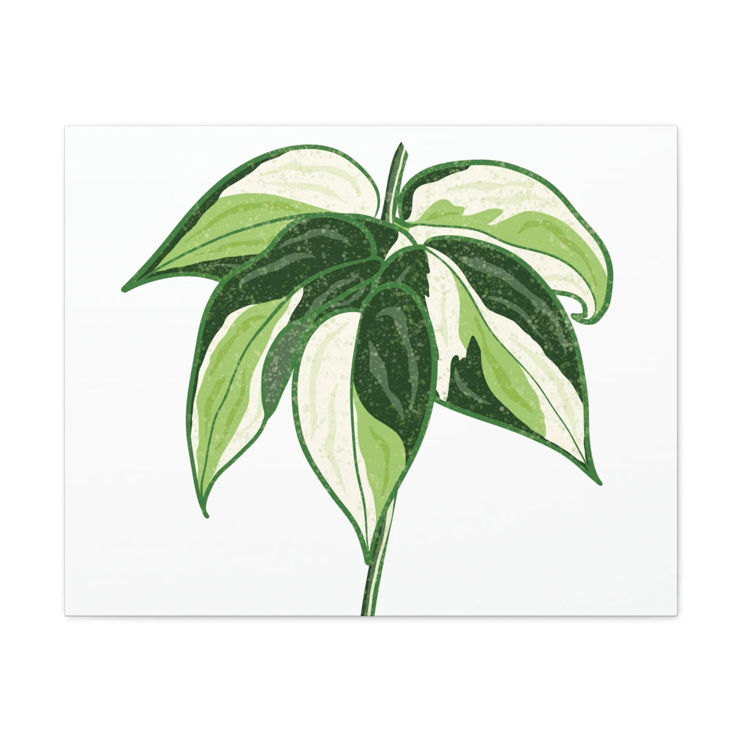 Philodendron Canvas Print - Cream Splash Variegated Plant Art on Matte Cotton Canvas