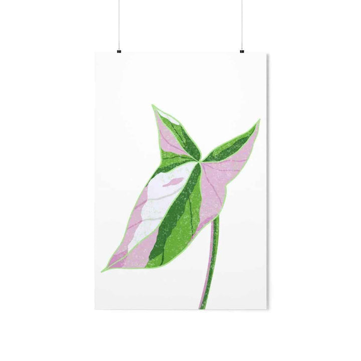 Syngonium Tricolor Print – Botanical Wall Art | Variegated Leaf Poster Unframed