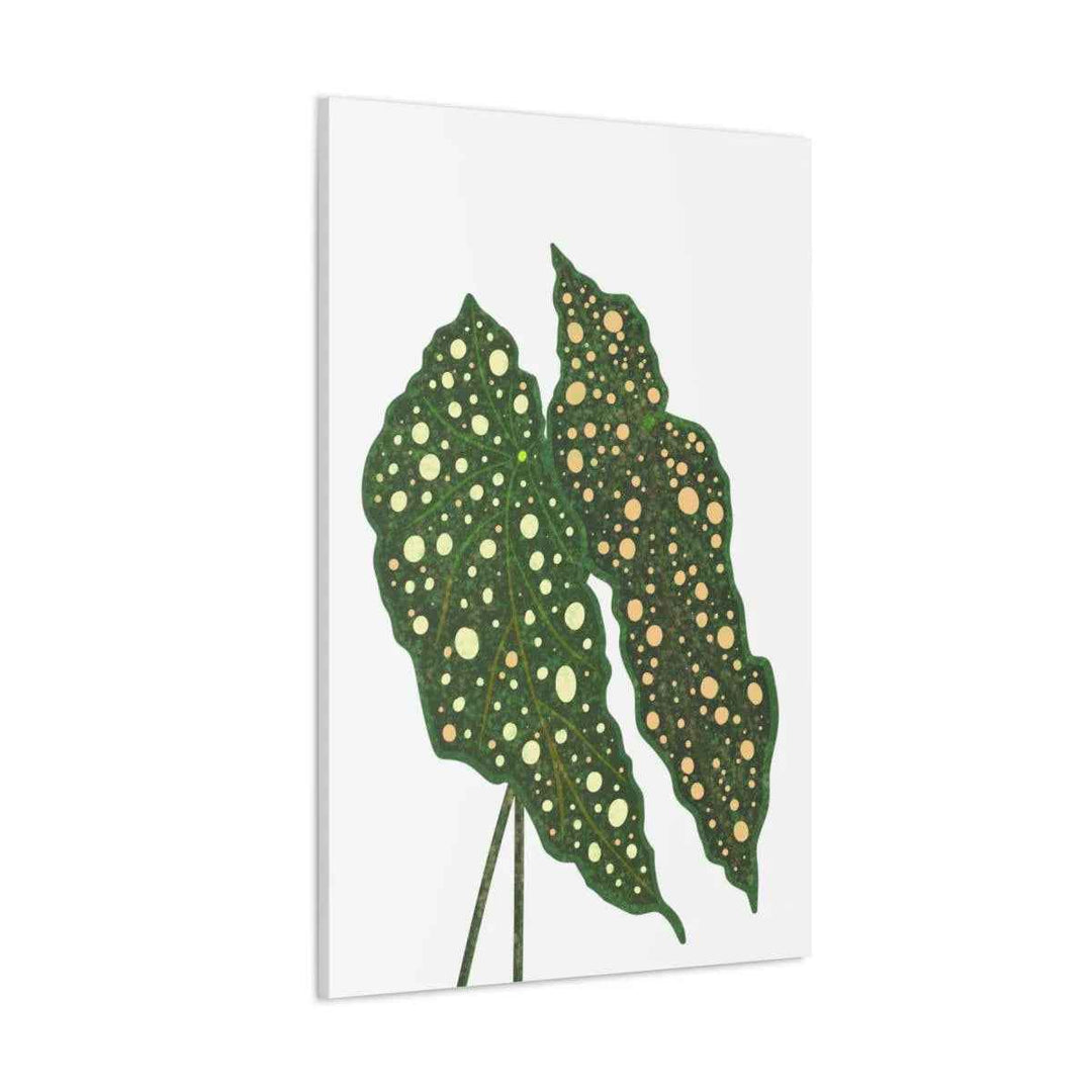 Begonia Maculata Canvas | Premium Canvas Art Print - Matte Finish, Durable Wall Decor