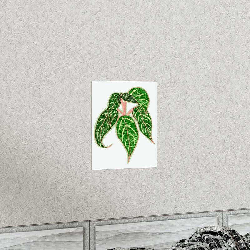 Aglaonema Sparkling Sarah Print