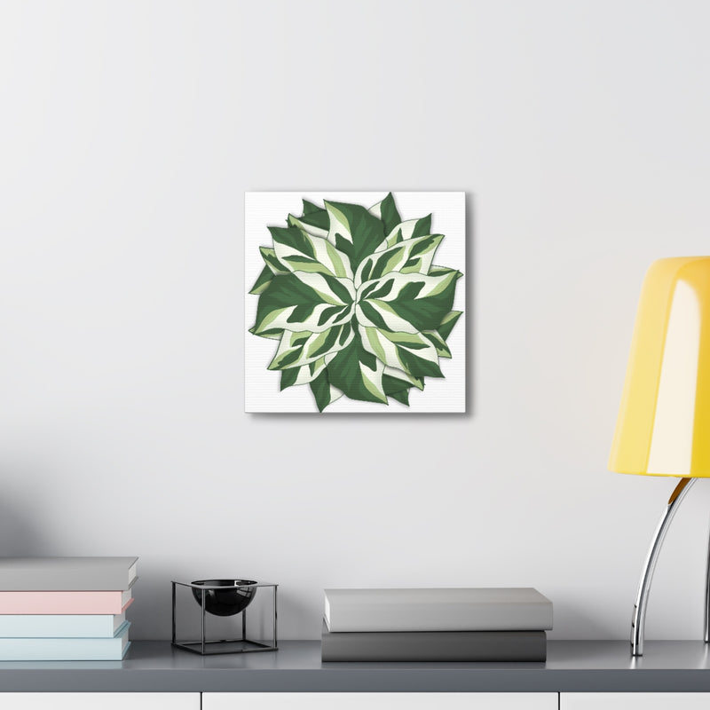 Calathea White Fusion Canvas