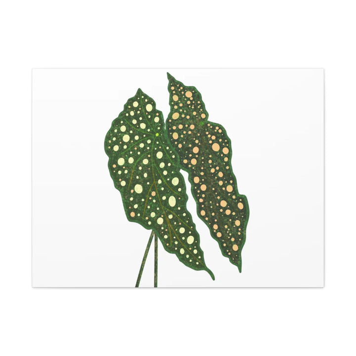 Begonia Maculata Canvas | Premium Canvas Art Print - Matte Finish, Durable Wall Decor - Laura Christine Photography & Design