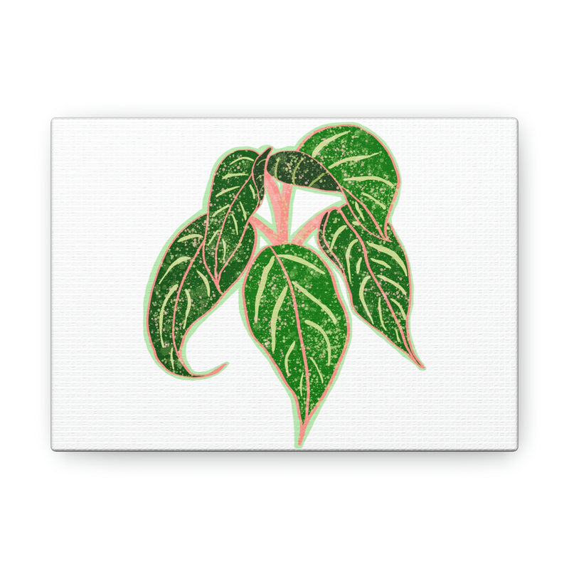 Lienzo Aglaonema Sparkling Sarah Plant