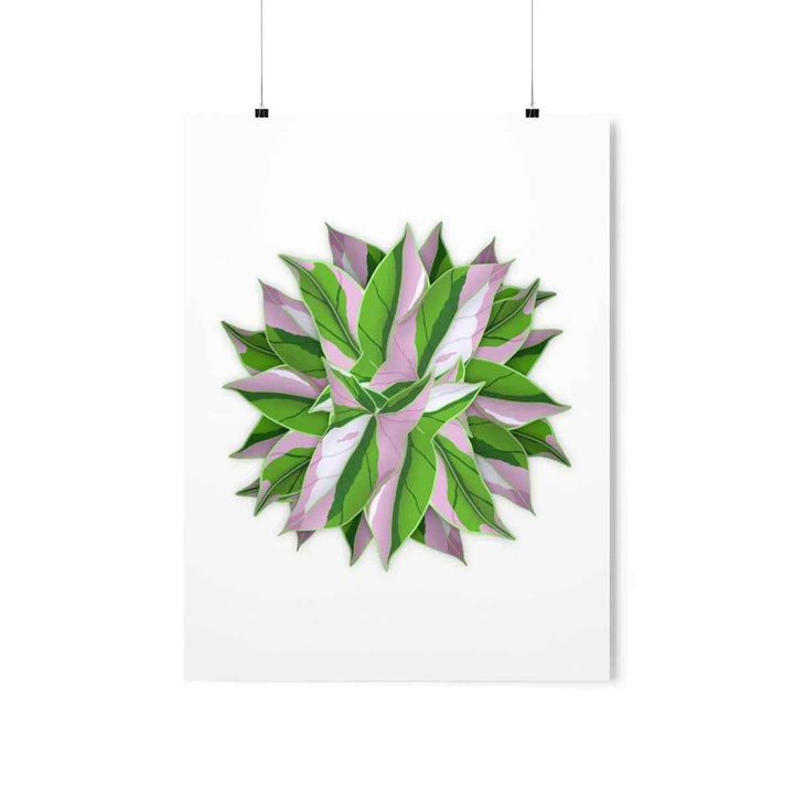 Tricolor Syngonium Print - Botanical Poster on Museum Grade Paper | Archival Ink Unframed