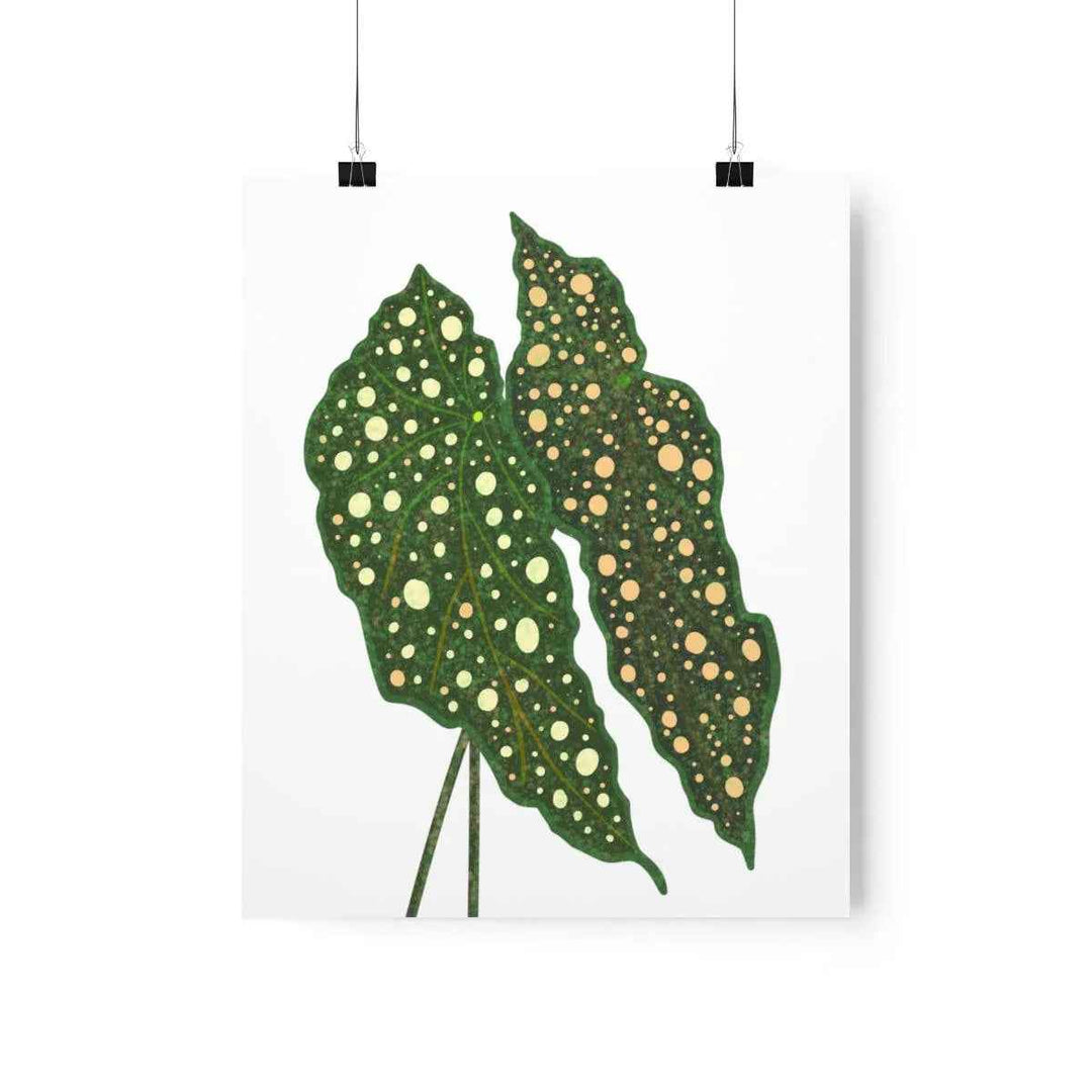 Begonia Maculata Print - Botanical Wall Art on Museum Grade Paper | Matte Finish Unframed