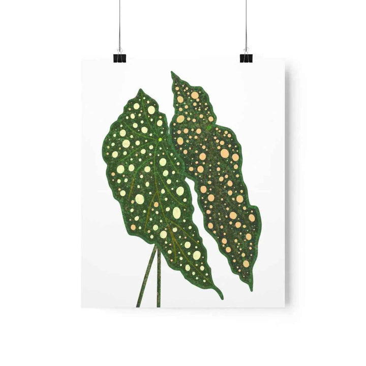 Begonia Maculata Print - Botanical Wall Art on Museum Grade Paper | Matte Finish Unframed