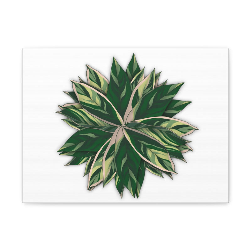 Stromanthe Triostar 帆布