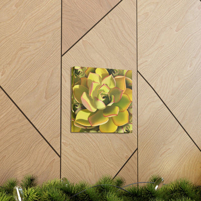 Noble Aeonium Succulent Pattern Canvas, Canvas, Printify, Art & Wall Decor, Canvas, Hanging Hardware, Home & Living, Indoor, Laura Christine Photography & Design, laurachristinedesign.com