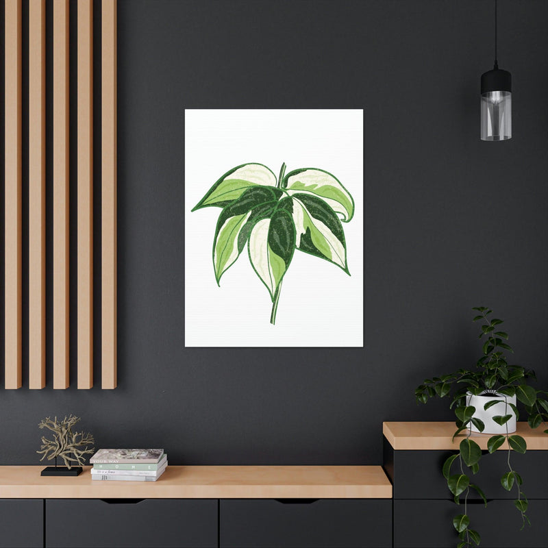 Philodendron &