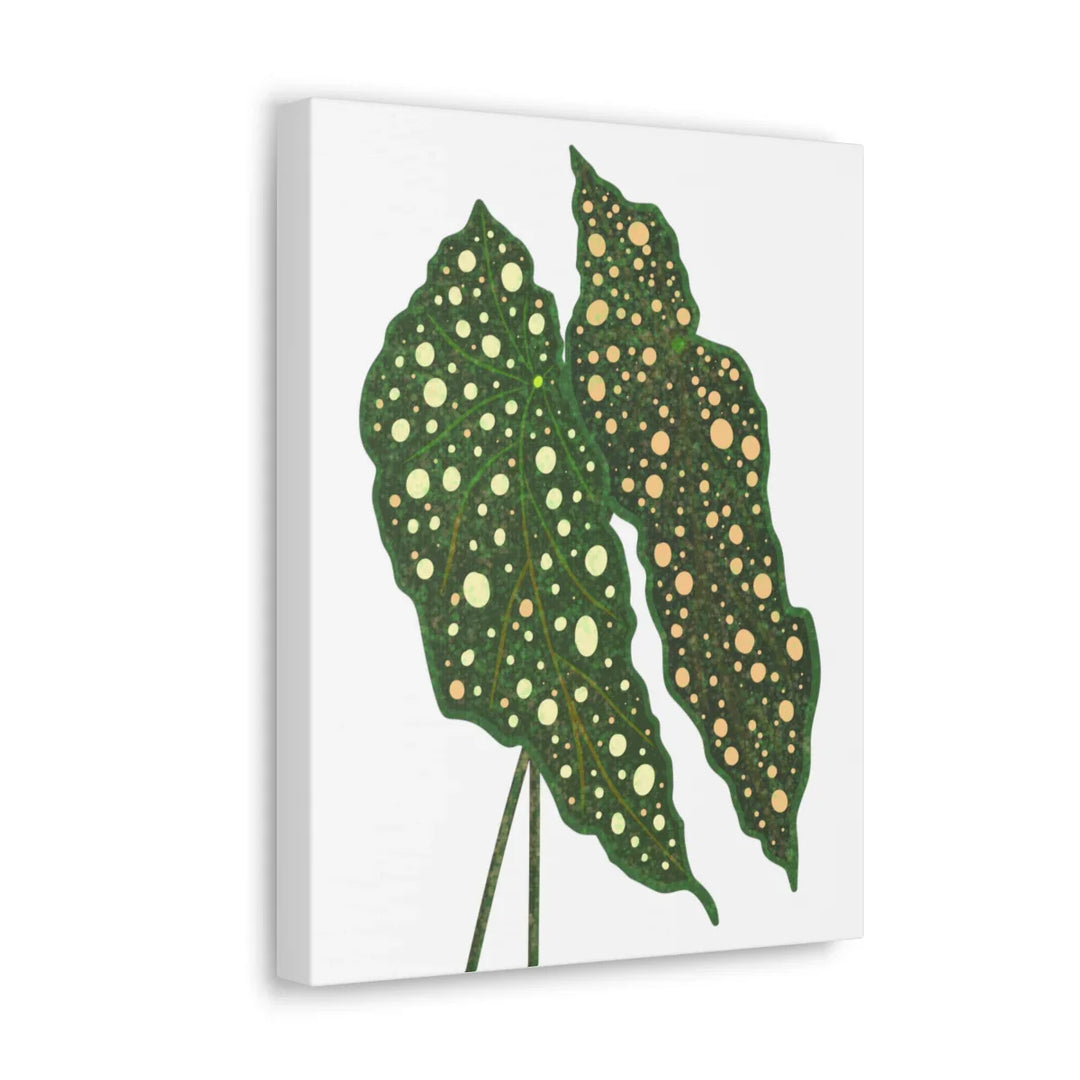 Begonia Maculata Canvas | Premium Canvas Art Print - Matte Finish, Durable Wall Decor - Laura Christine Photography & Design