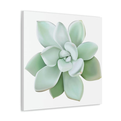 Pachyveria Haagei Succulent Canvas, Canvas, Printify, Art & Wall Decor, Canvas, Hanging Hardware, Home & Living, Indoor, Laura Christine Photography & Design, laurachristinedesign.com