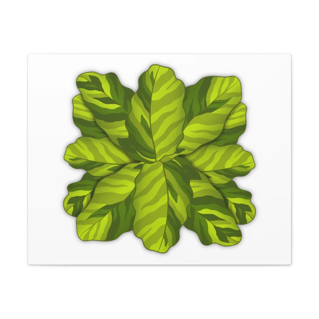 Calathea Yellow Fusion Canvas – Botanical Canvas Print With Unique Leaf Pattern Art - Laura Christine Photography & Design