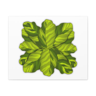 Calathea Yellow Fusion Canvas