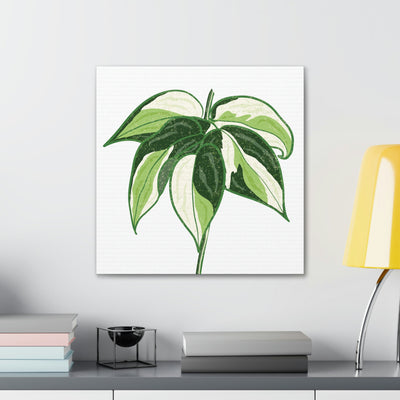 Philodendron 'Cream Splash' Canvas