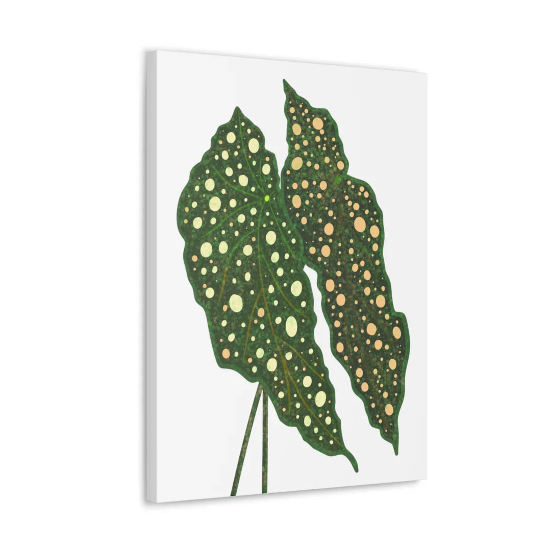 Begonia Maculata Canvas | Premium Canvas Art Print - Matte Finish, Durable Wall Decor - Laura Christine Photography & Design