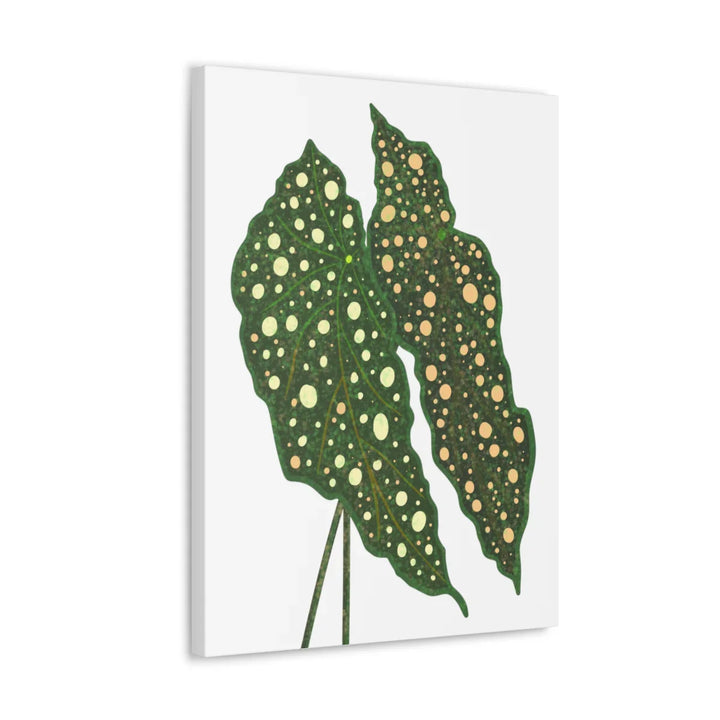 Begonia Maculata Canvas | Premium Canvas Art Print - Matte Finish, Durable Wall Decor - Laura Christine Photography & Design