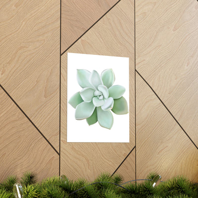 Pachyveria Haagei Succulent Print