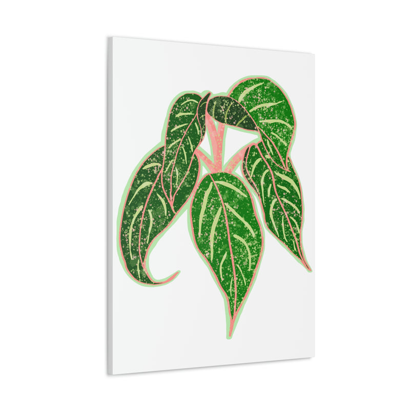 Aglaonema Sparkling Sarah Plant Canvas