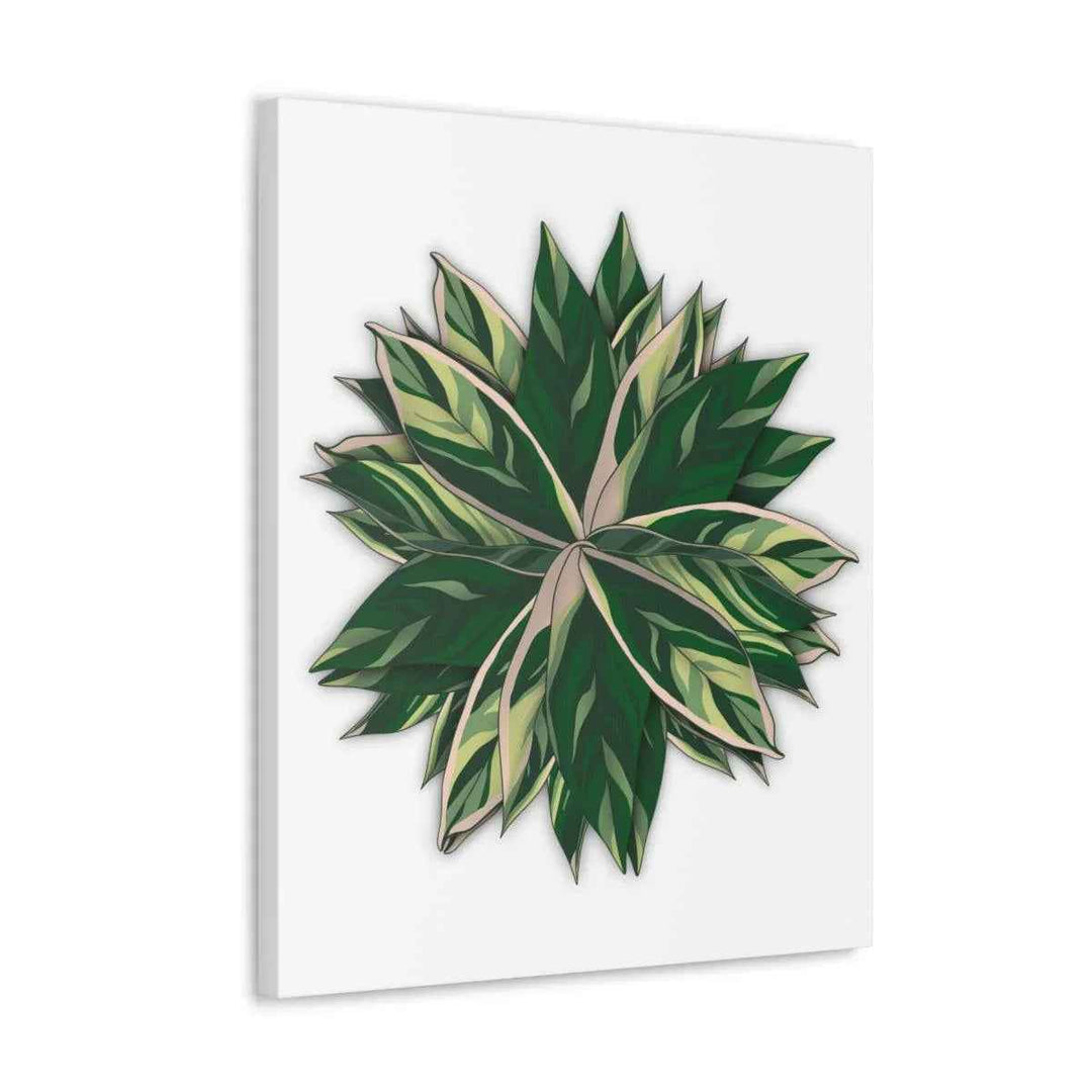 Stromanthe Triostar Canvas - Pastel Stripe Canvas Art Print With Vivid Color Artwork