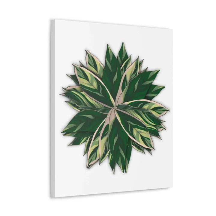 Stromanthe Triostar Canvas - Pastel Stripe Canvas Art Print With Vivid Color Artwork