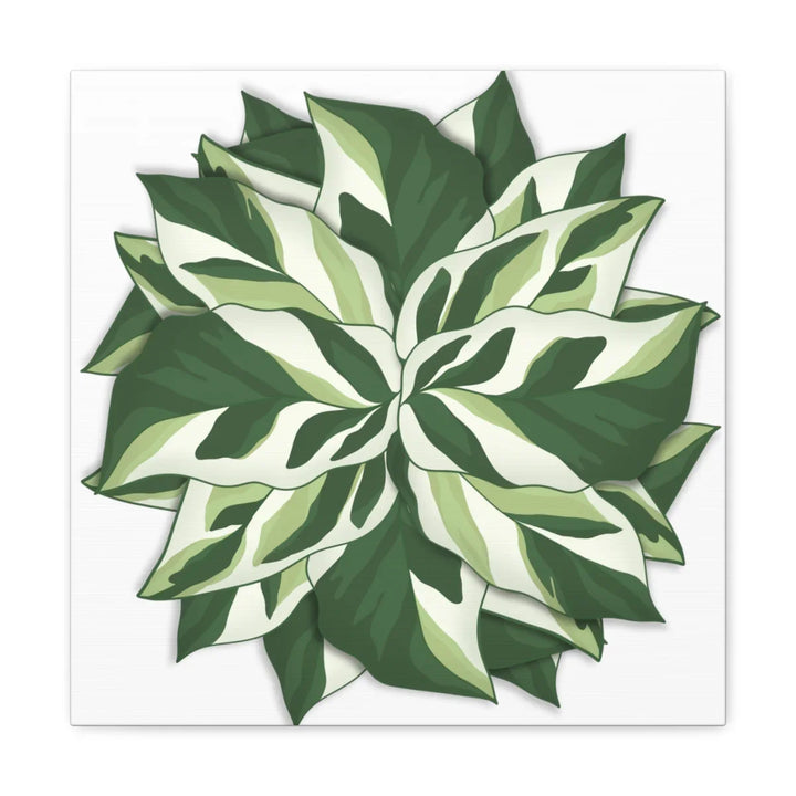 Calathea White Fusion Canvas | Indoor Wall Art - Matte Finish Botanical Canvas Art Print - Laura Christine Photography & Design