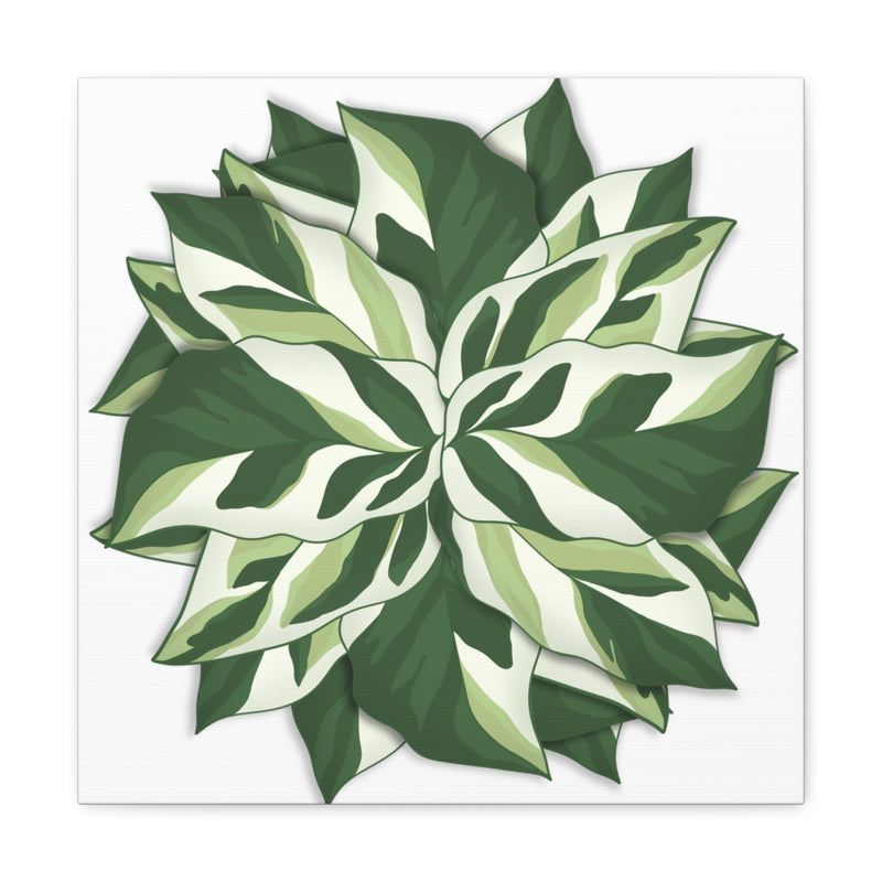 Calathea White Fusion Canvas