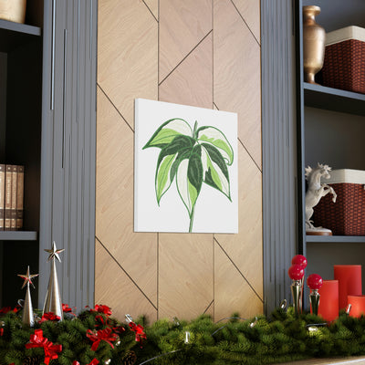 Philodendron 'Cream Splash' Canvas