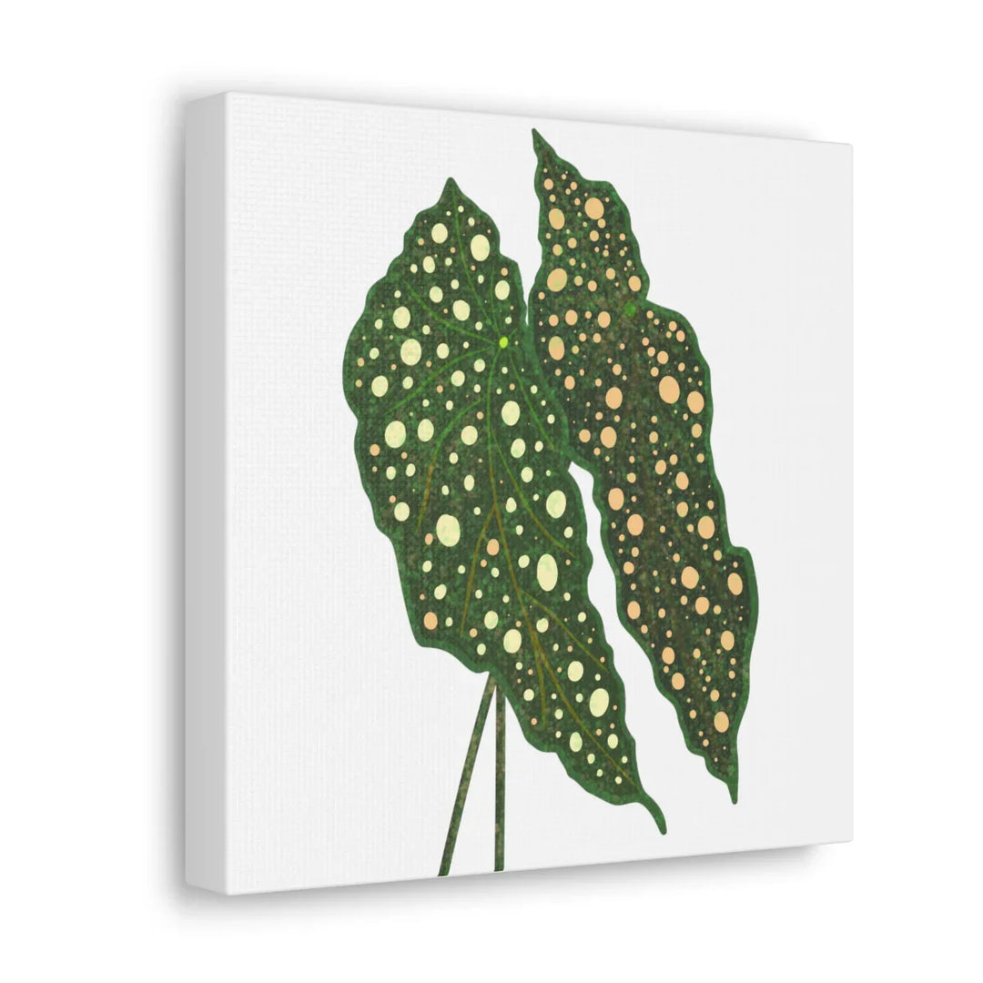 Begonia Maculata Canvas | Premium Canvas Art Print - Matte Finish, Durable Wall Decor - Laura Christine Photography & Design