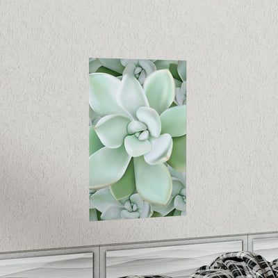 Pachyveria Haagei Succulent Pattern Print, Poster, Printify, Back to School, Home & Living, Indoor, Matte, Paper, Posters, Valentine's Day promotion, Laura Christine Photography & Design, laurachristinedesign.com