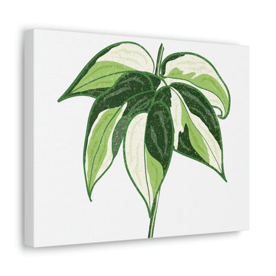 Philodendron 'Cream Splash' Canvas