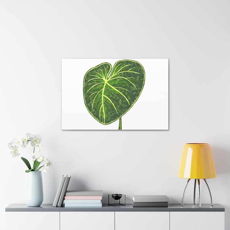 Philodendron Gloriosum Canvas