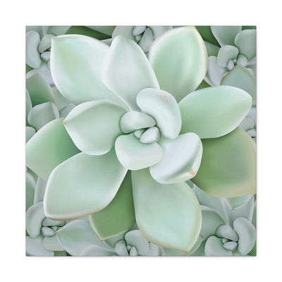 Pachyveria Haagei Succulent Pattern Canvas, Canvas, Printify, Art & Wall Decor, Canvas, Hanging Hardware, Home & Living, Indoor, Laura Christine Photography & Design, laurachristinedesign.com