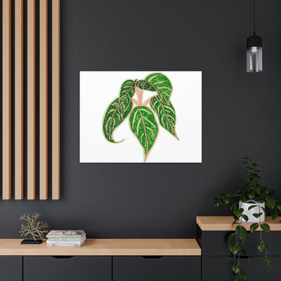 Aglaonema Sparkling Sarah Plant Canvas