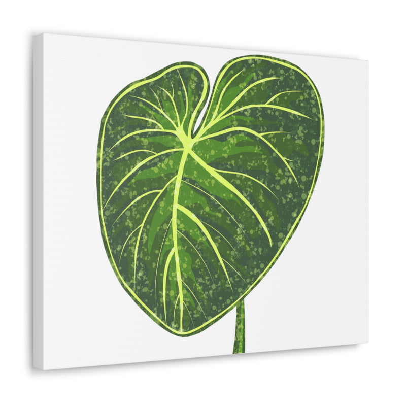 Philodendron Gloriosum Canvas