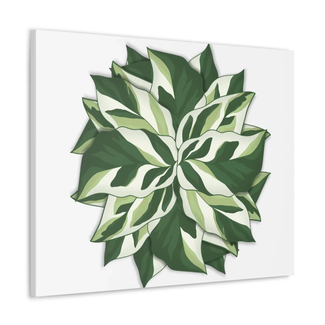 Calathea White Fusion Canvas | Indoor Wall Art - Matte Finish Botanical Canvas Art Print - Laura Christine Photography & Design