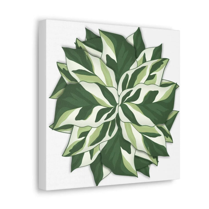 Calathea White Fusion Canvas | Indoor Wall Art - Matte Finish Botanical Canvas Art Print - Laura Christine Photography & Design