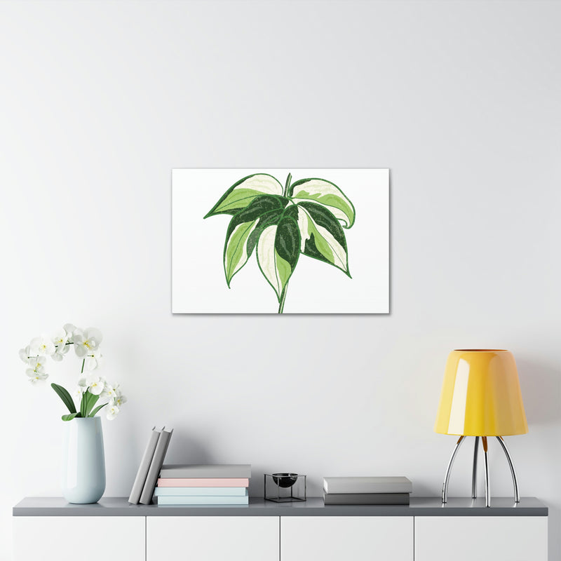 Lienzo Philodendron &