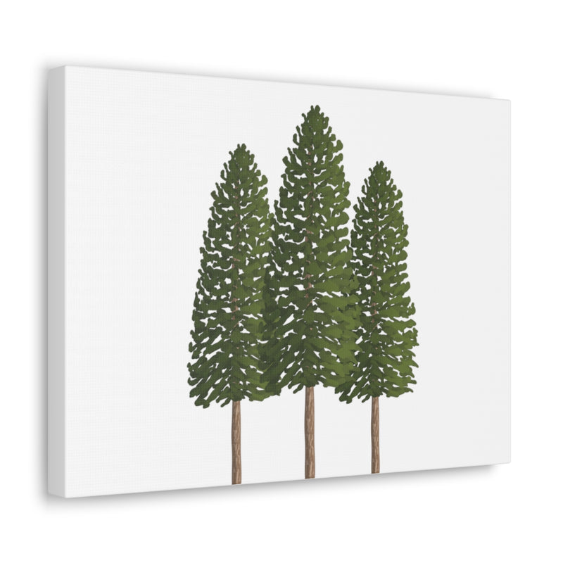 Ponderosa Pine Canvas