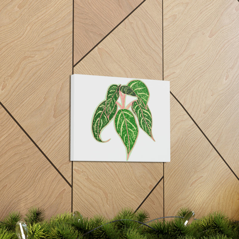 Aglaonema Sparkling Sarah Plant Canvas