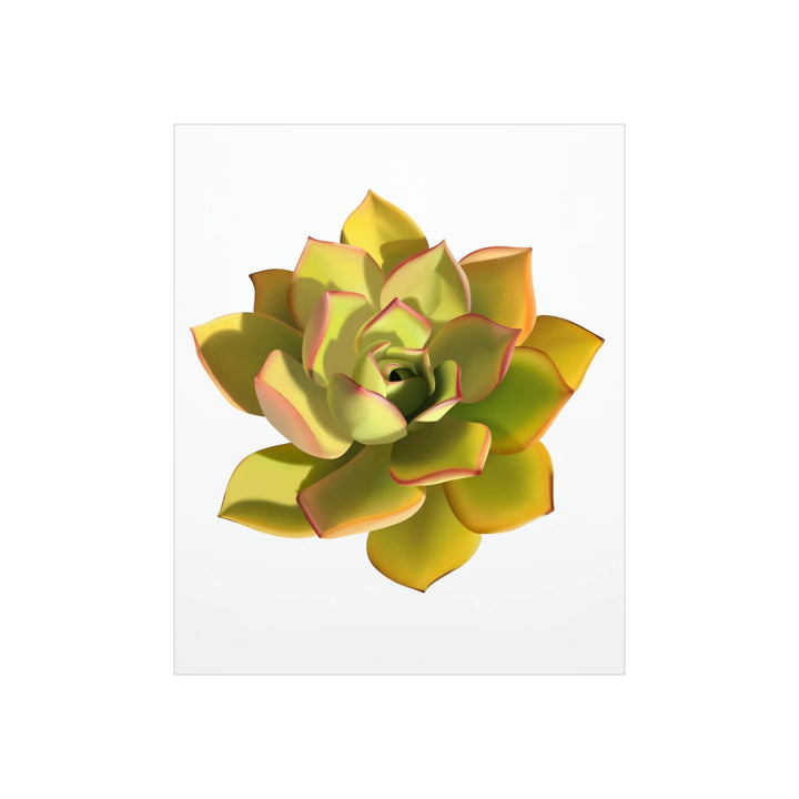 Noble Aeonium Print – Vibrant Succulent Wall Art on Museum-Grade Paper Poster Unframed