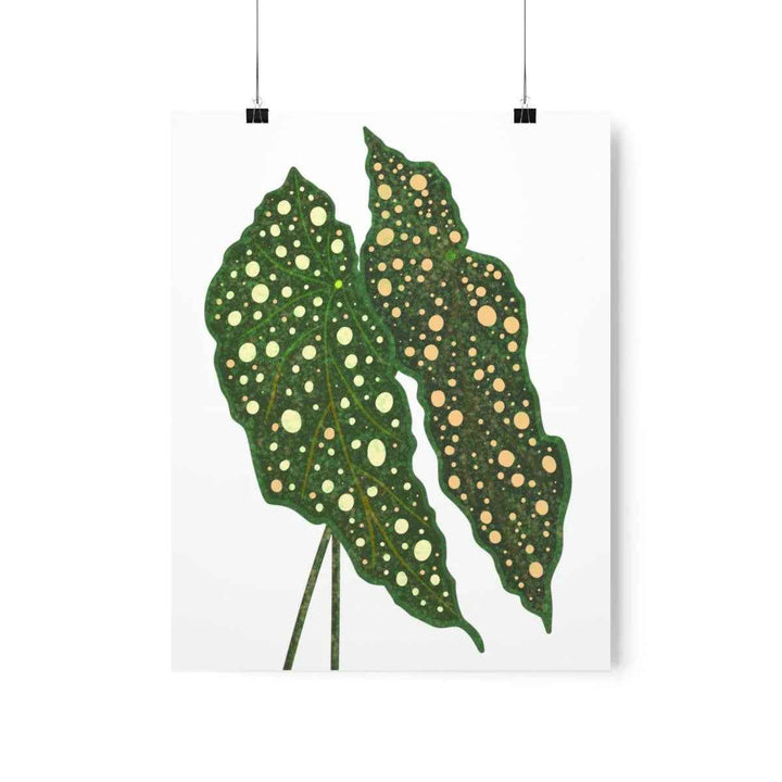 Begonia Maculata Print - Botanical Wall Art on Museum Grade Paper | Matte Finish Unframed