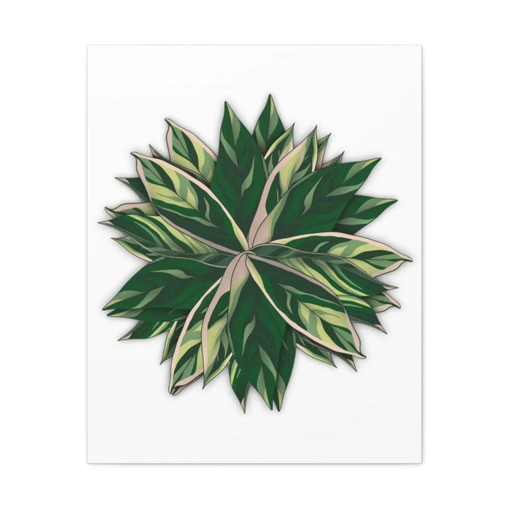 Stromanthe Triostar Canvas - Pastel Stripe Canvas Art Print With Vivid Color Artwork - Laura Christine Photography & Design