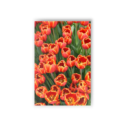 Denmark tulips - Postcard, 10-pack, Paper products, Printify, Back to School, Home & Living, Indoor, Matte, Paper, Posters, Laura Christine Photography & Design, laurachristinedesign.com