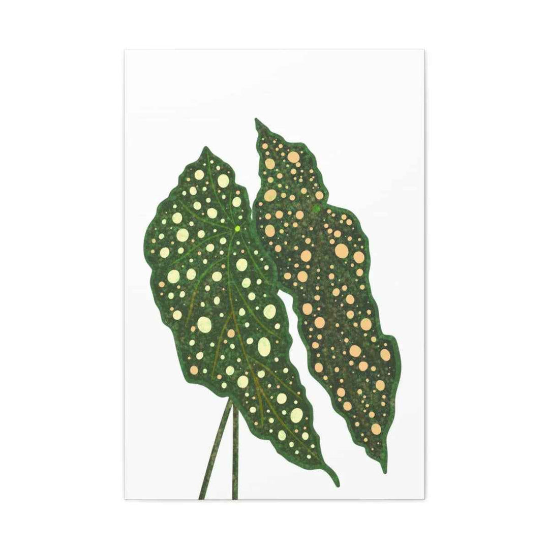 Begonia Maculata Canvas | Premium Canvas Art Print - Matte Finish, Durable Wall Decor