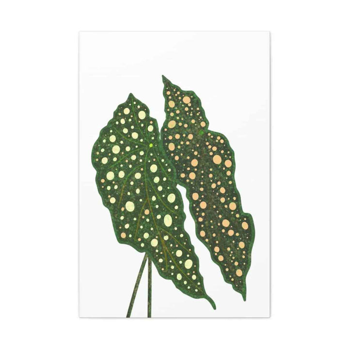 Begonia Maculata Canvas | Premium Canvas Art Print - Matte Finish, Durable Wall Decor