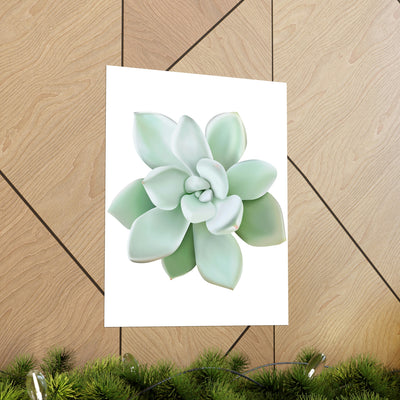 Pachyveria Haagei Succulent Print