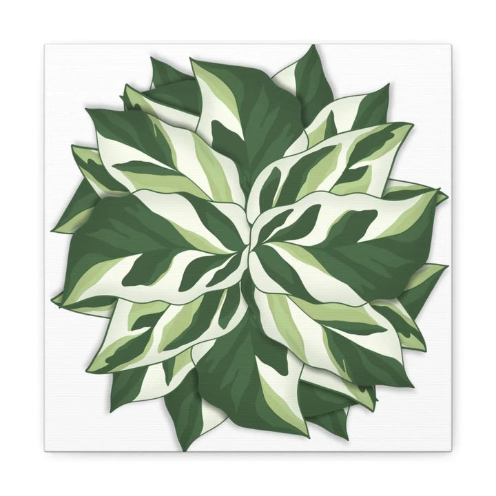 Calathea White Fusion Canvas | Indoor Wall Art - Matte Finish Botanical Canvas Art Print - Laura Christine Photography & Design